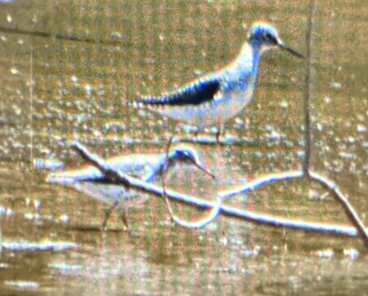 Solitary Sandpiper - ML617891320