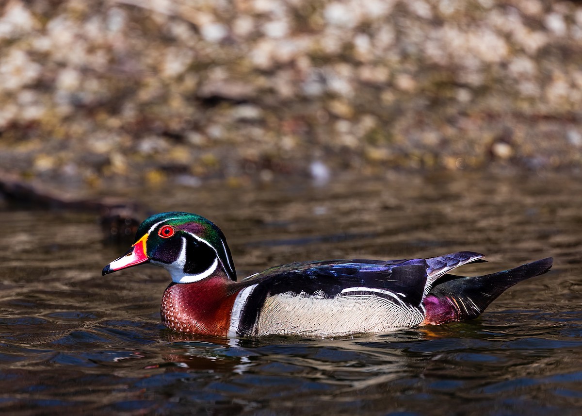 Wood Duck - ML617891331