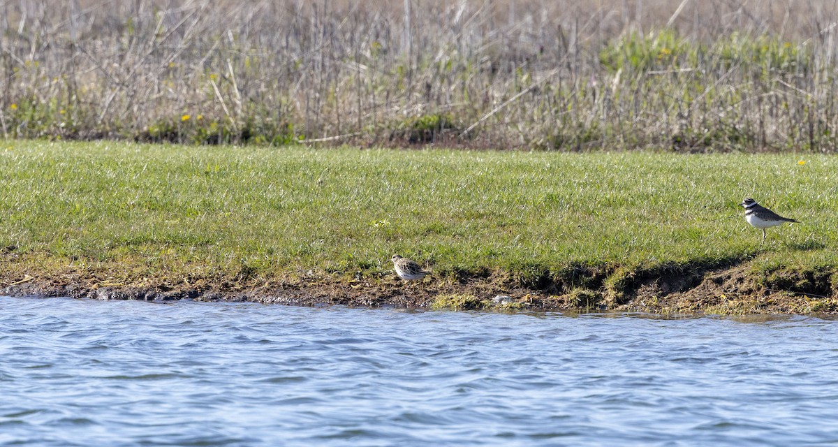 Pectoral Sandpiper - Lonny Garris