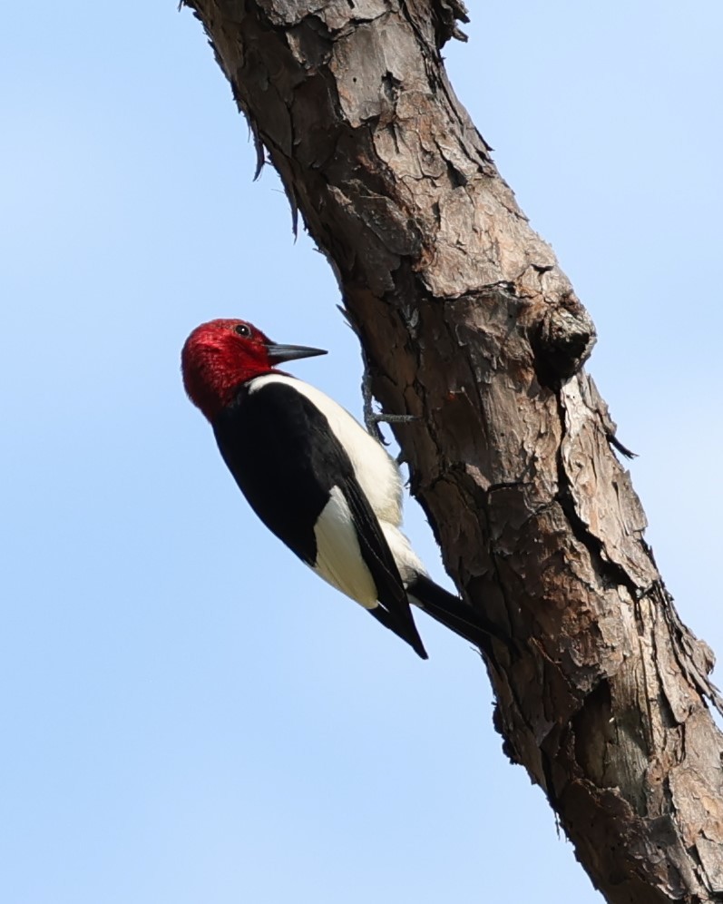 Red-headed Woodpecker - ML617891350