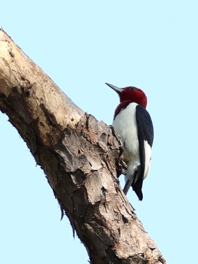 Red-headed Woodpecker - ML617891360