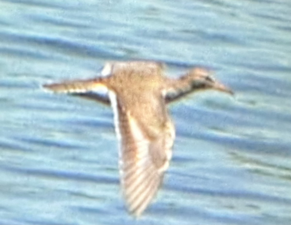 Spotted Sandpiper - ML617891367