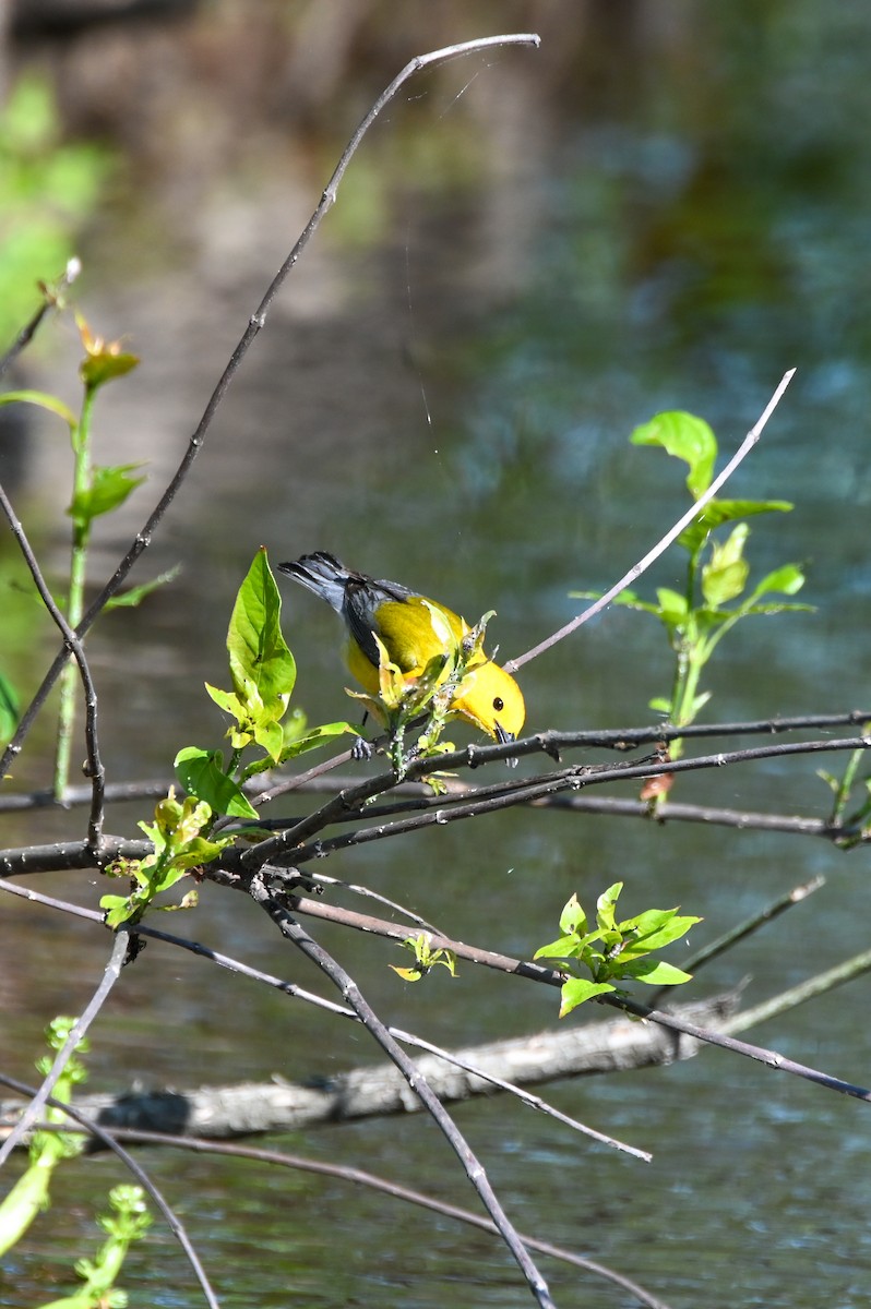 Prothonotary Warbler - ML617891401