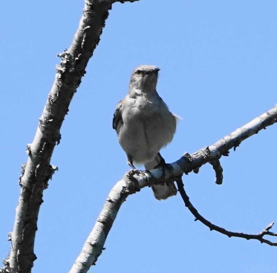 Northern Mockingbird - ML617891410