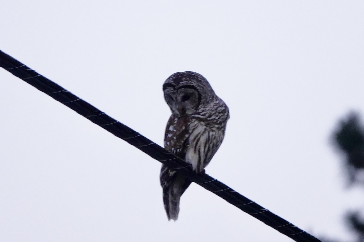 Barred Owl - ML617891414