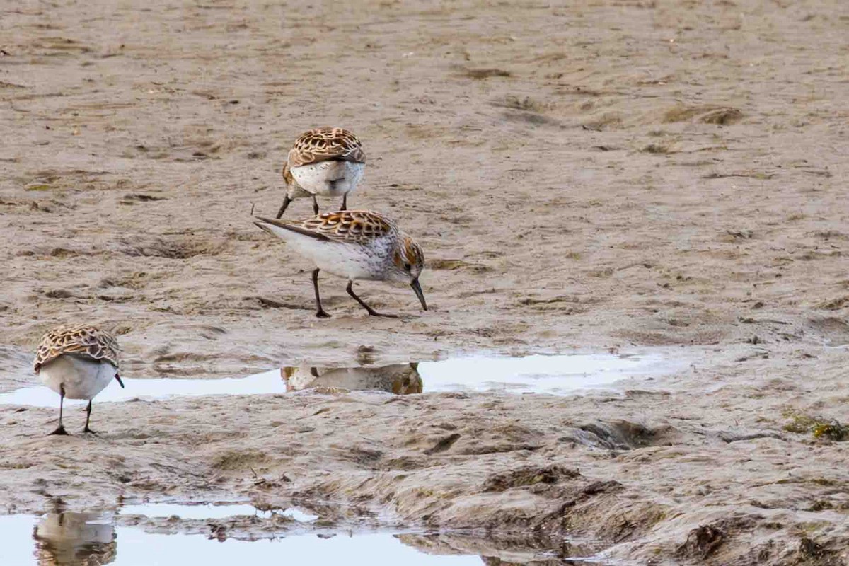 Western Sandpiper - ML617891432