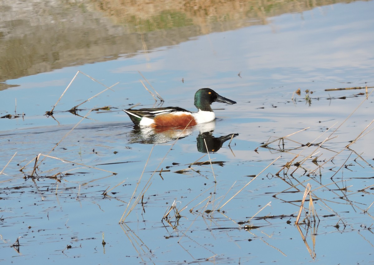 Northern Shoveler - ML617891441