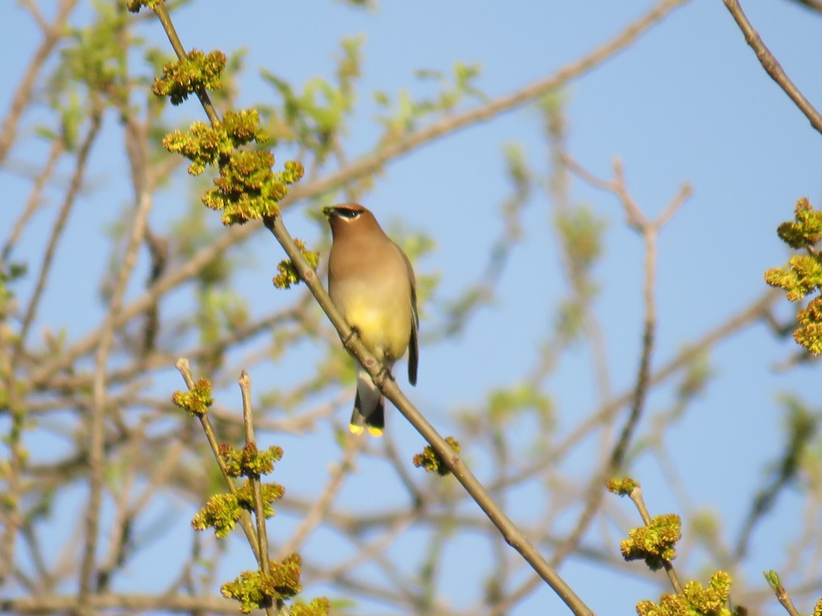 Cedar Waxwing - ML617891476