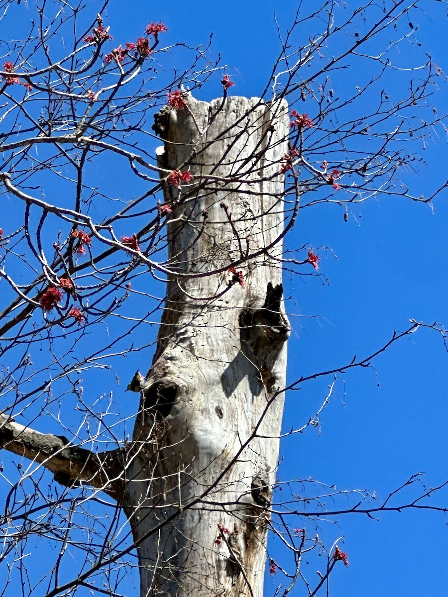 White-breasted Nuthatch - ML617891483