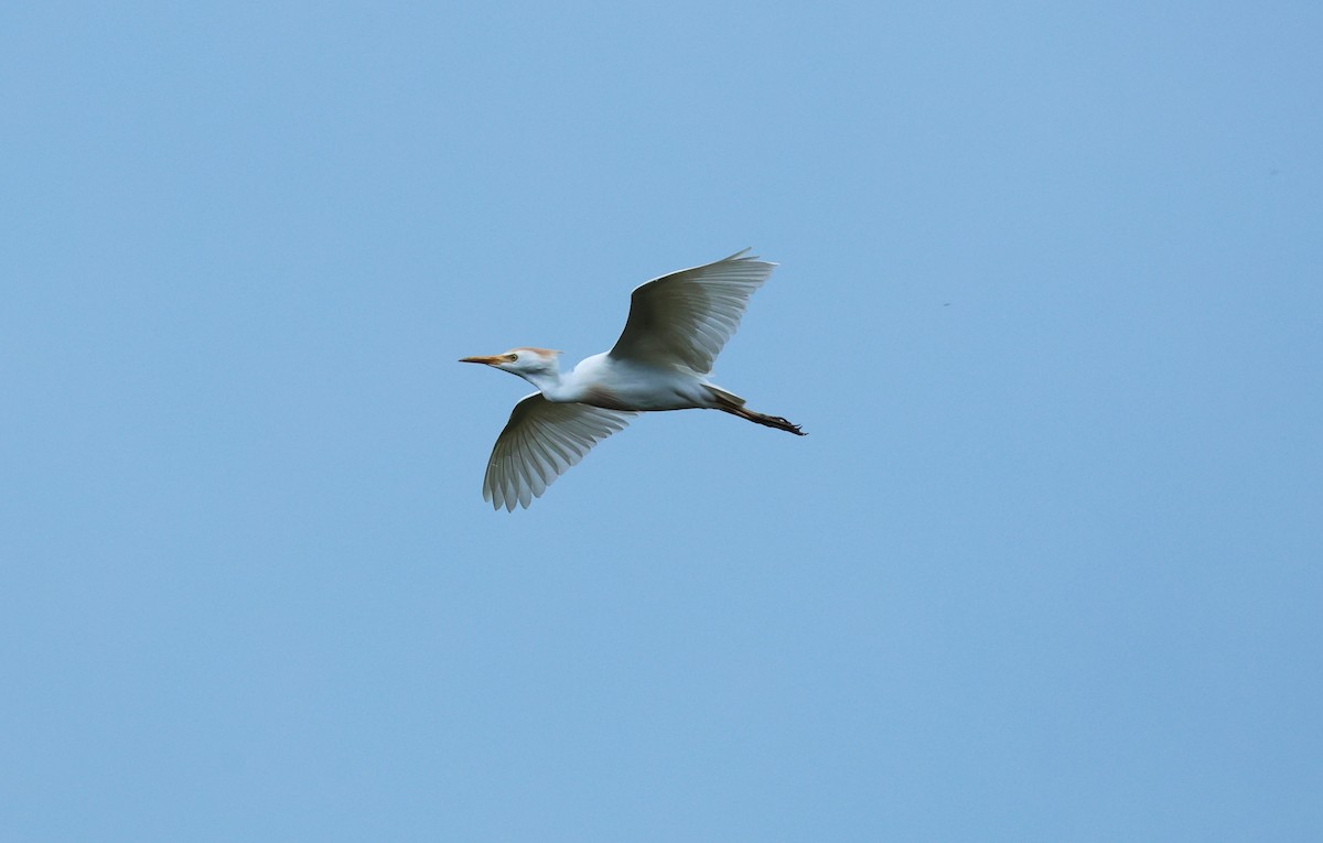 Western Cattle Egret - ML617891546