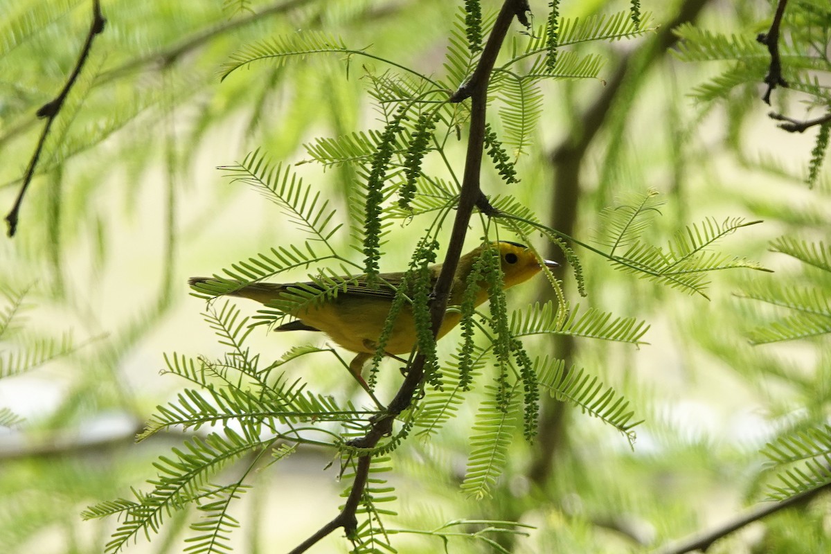 Wilson's Warbler - ML617891561