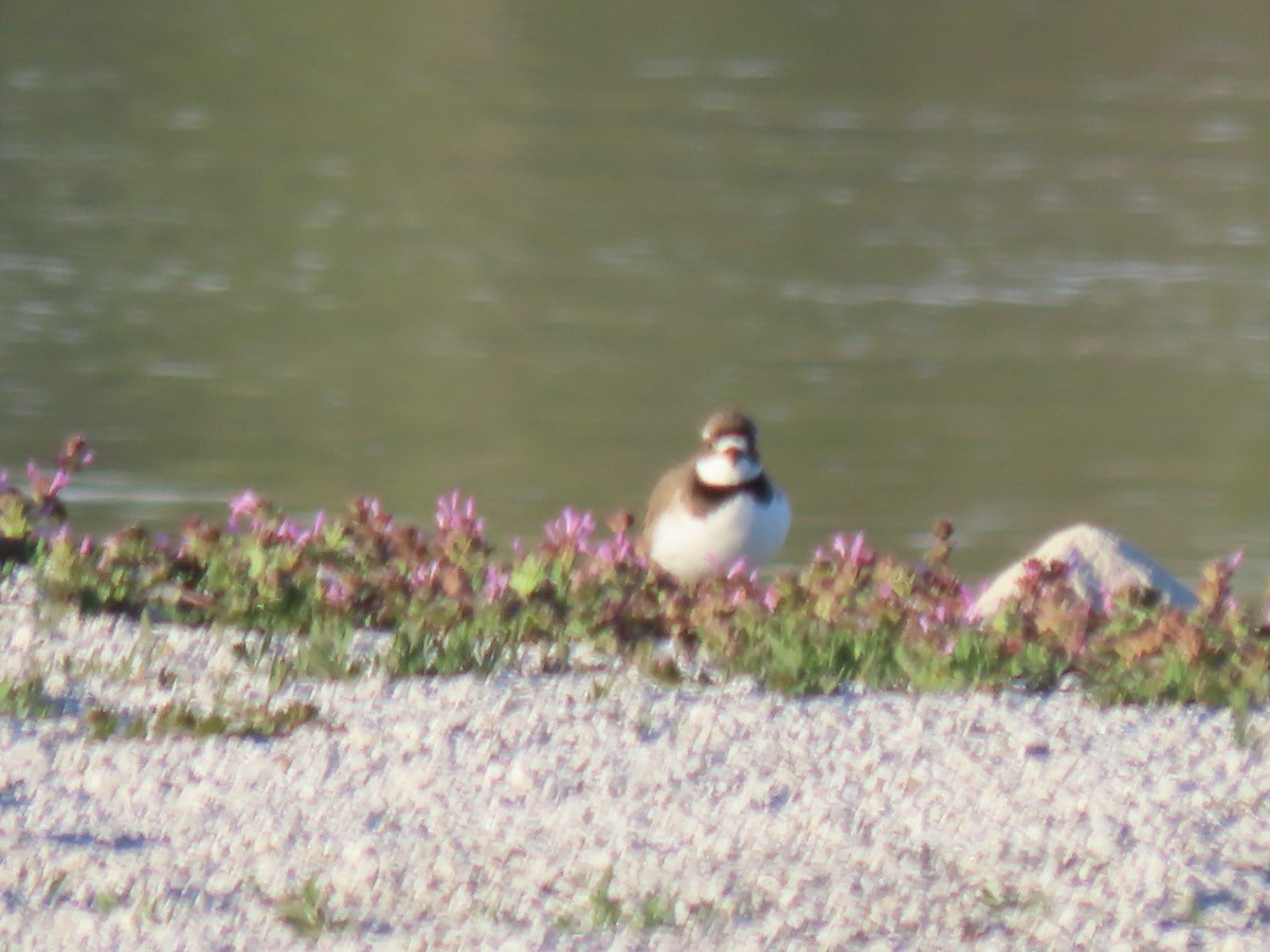 Semipalmated Plover - ML617891563