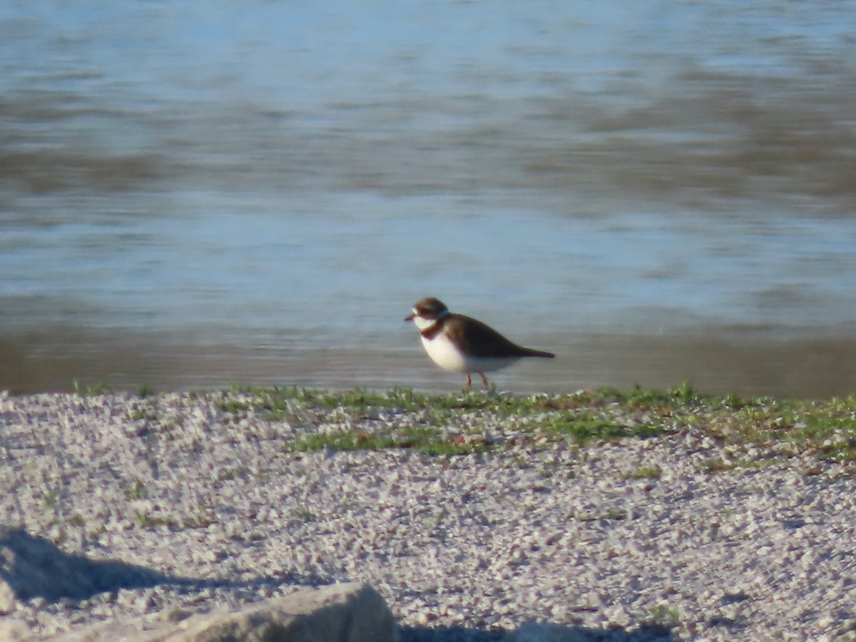 Semipalmated Plover - ML617891564