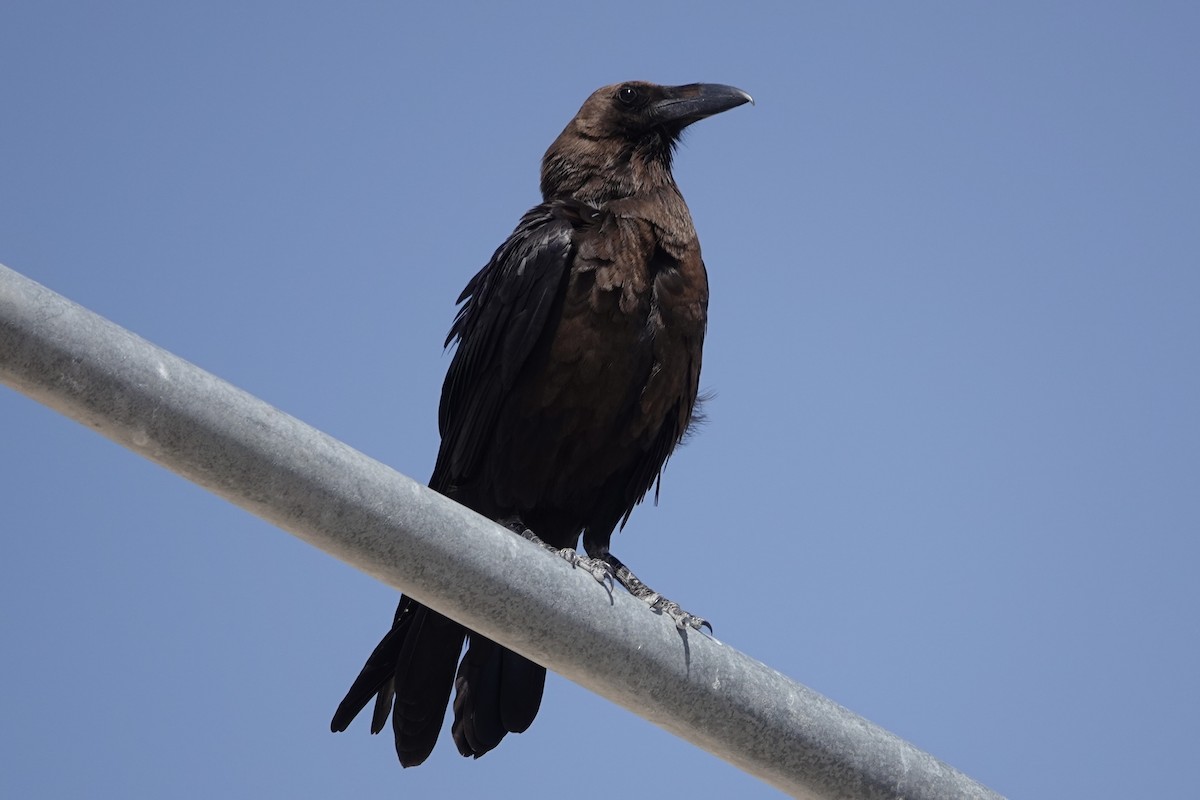 Brown-necked Raven - Hidde Bult