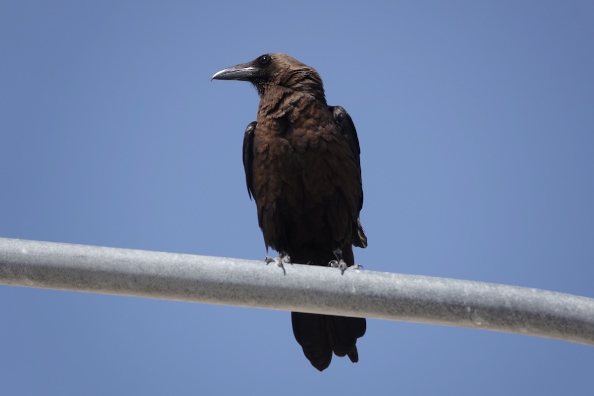 Brown-necked Raven - Hidde Bult