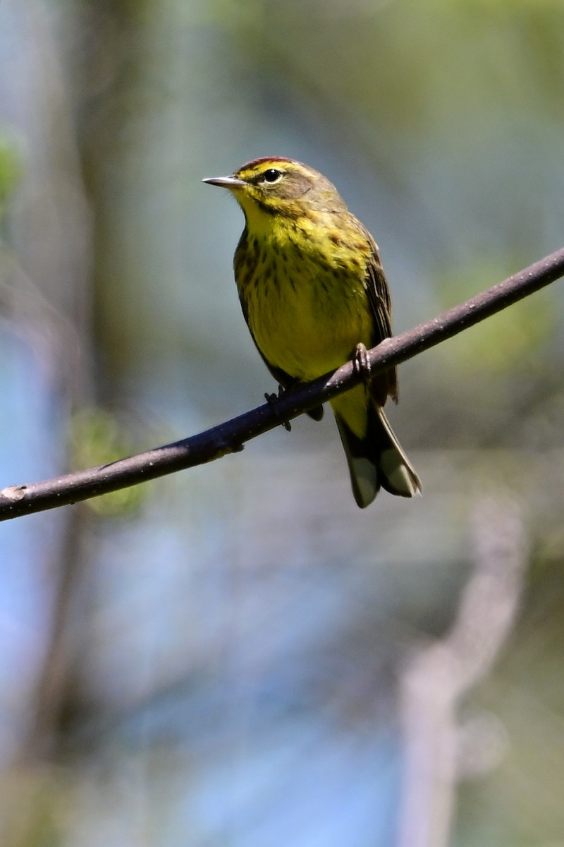 Palm Warbler - ML617891620