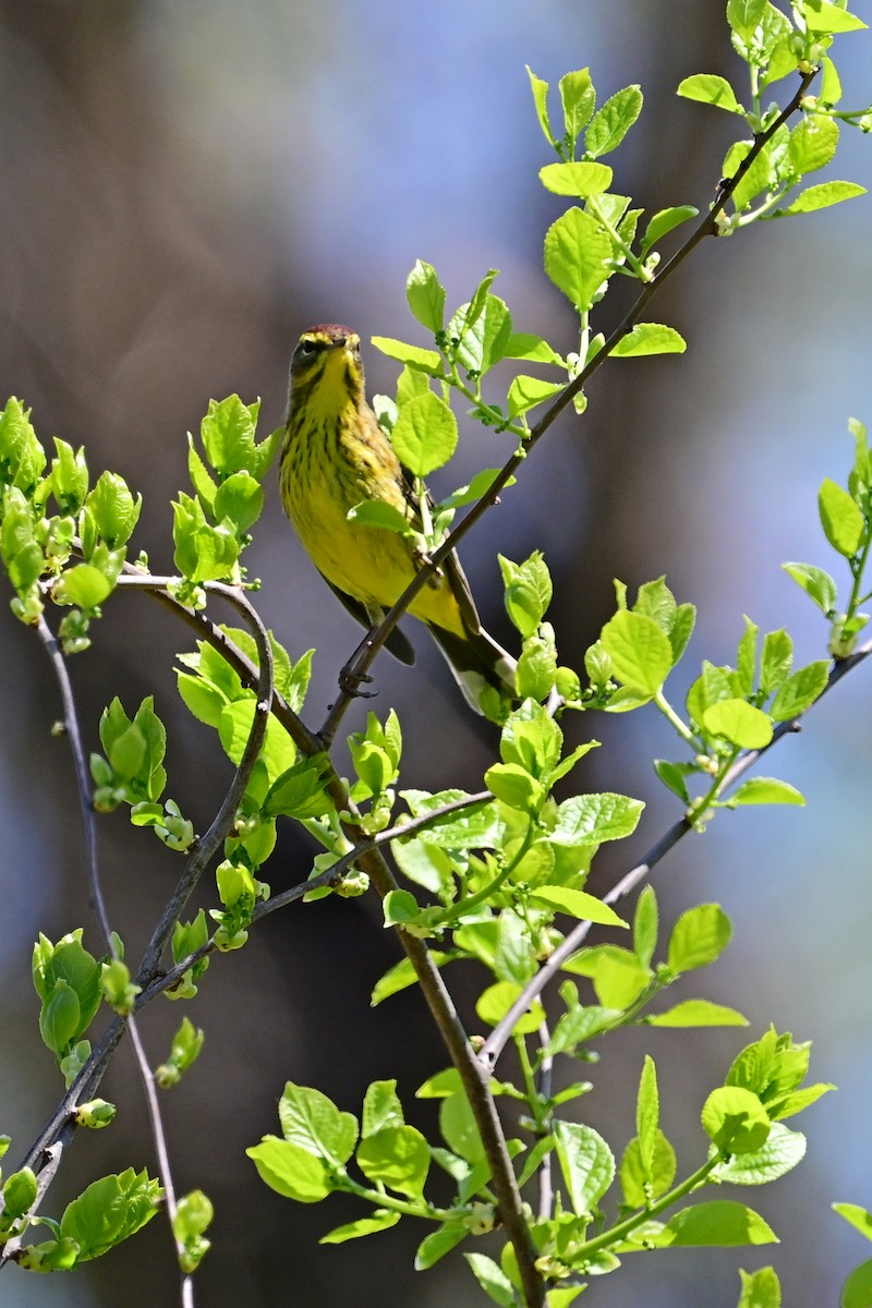 Palm Warbler - ML617891644