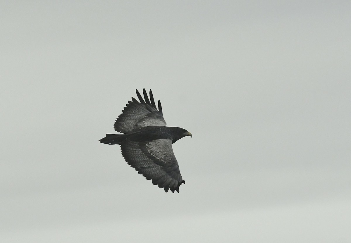 Black-chested Buzzard-Eagle - Eugenia Boggiano