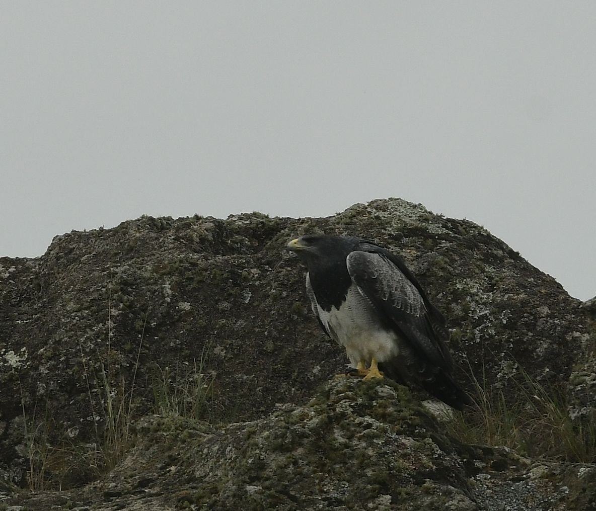 Black-chested Buzzard-Eagle - ML617891696