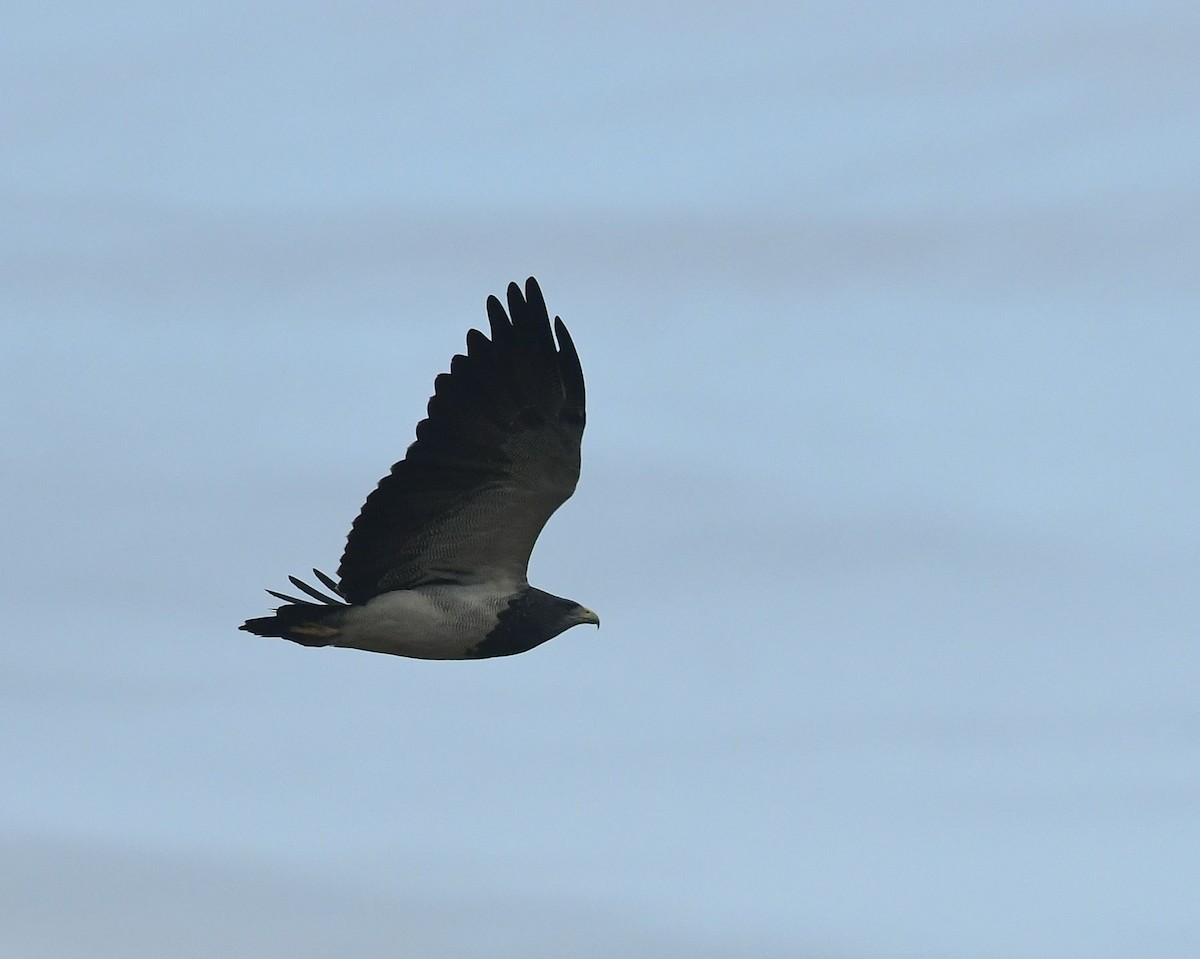 Black-chested Buzzard-Eagle - Eugenia Boggiano