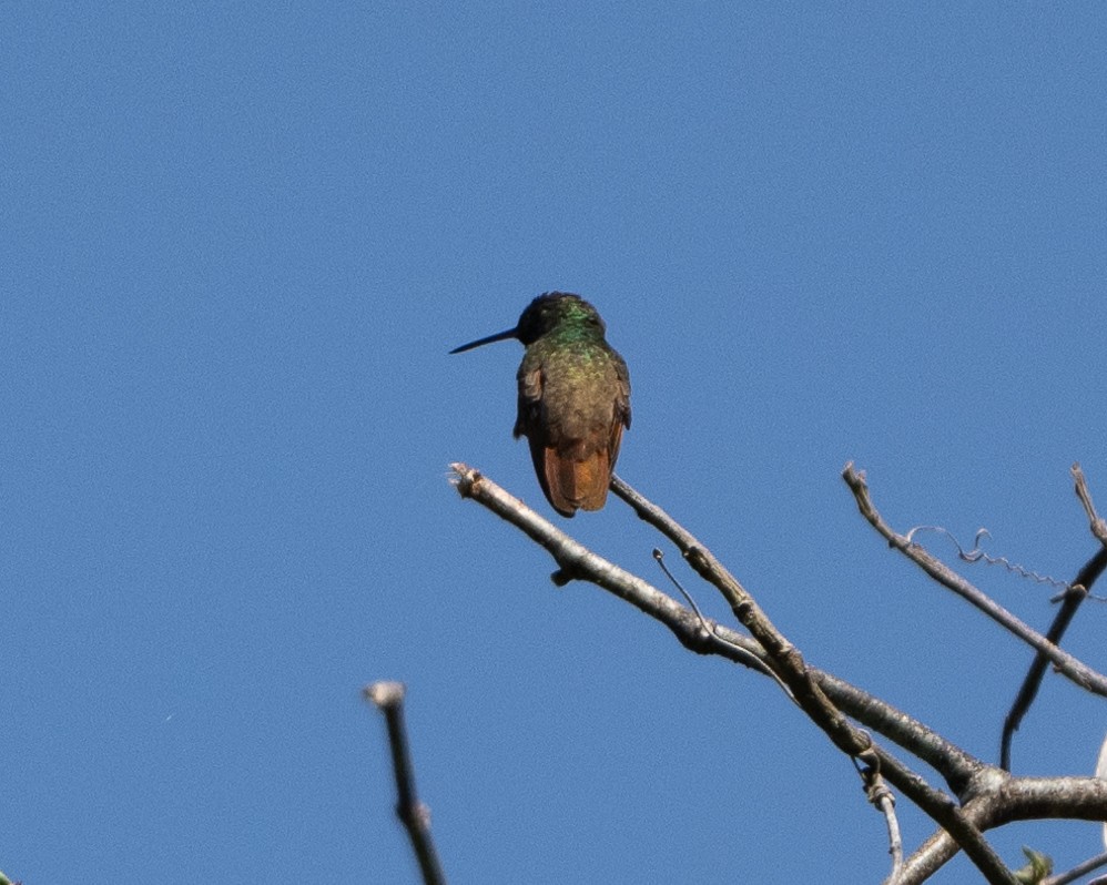 kolibřík mexický - ML617891718