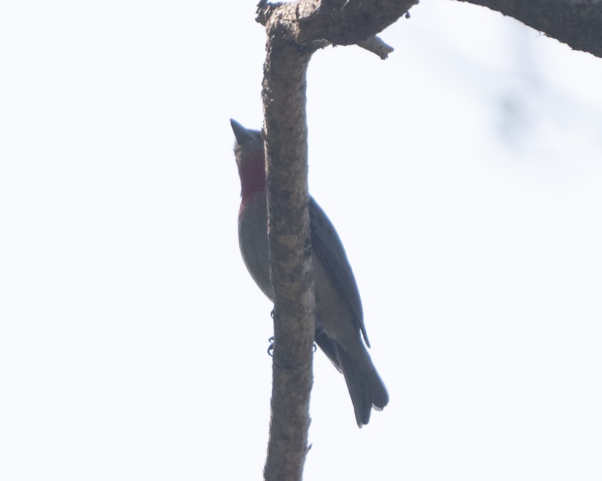 Rose-throated Becard - Anthony Kaduck