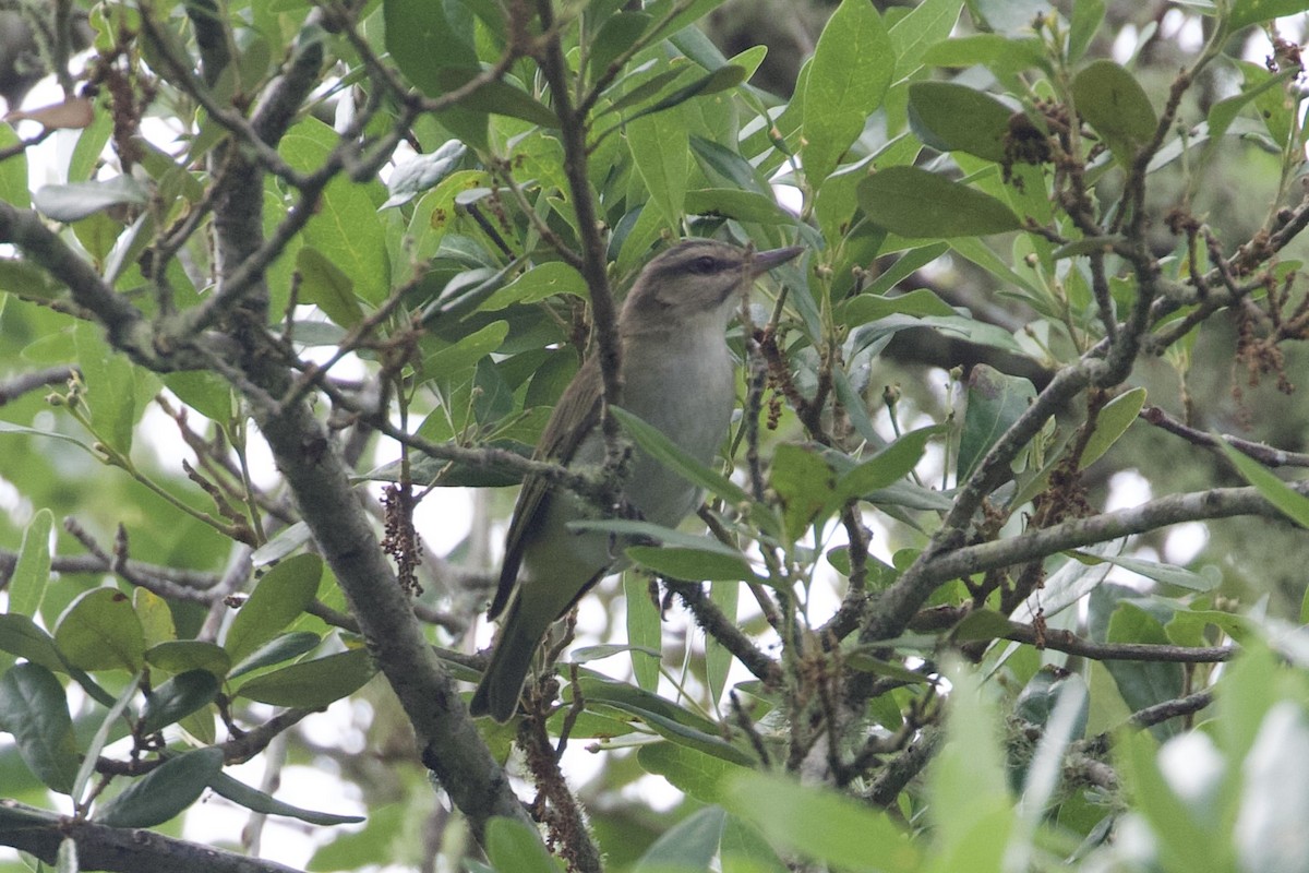 Black-whiskered Vireo - Mike Sanders