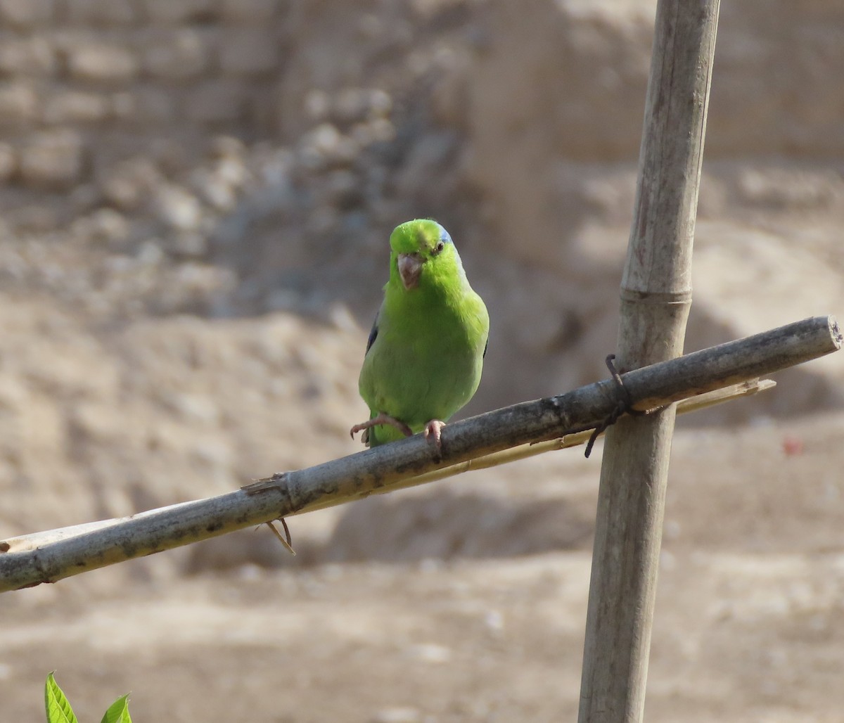 マメルリハシインコ - ML617891832