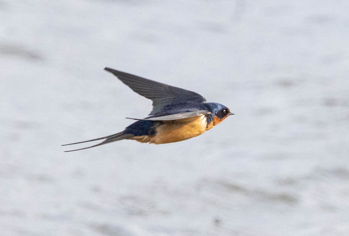 Barn Swallow - ML617891842