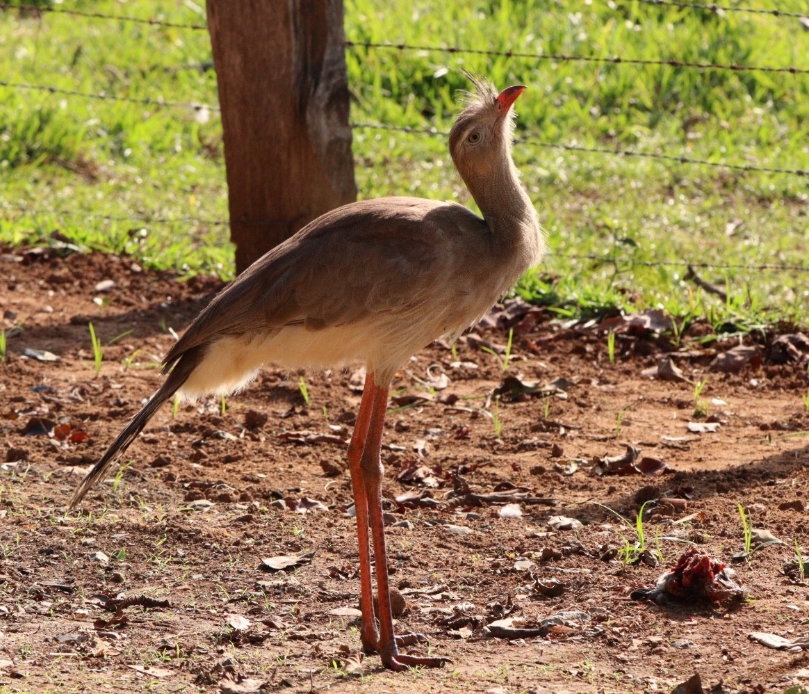 Red-legged Seriema - ML617891847