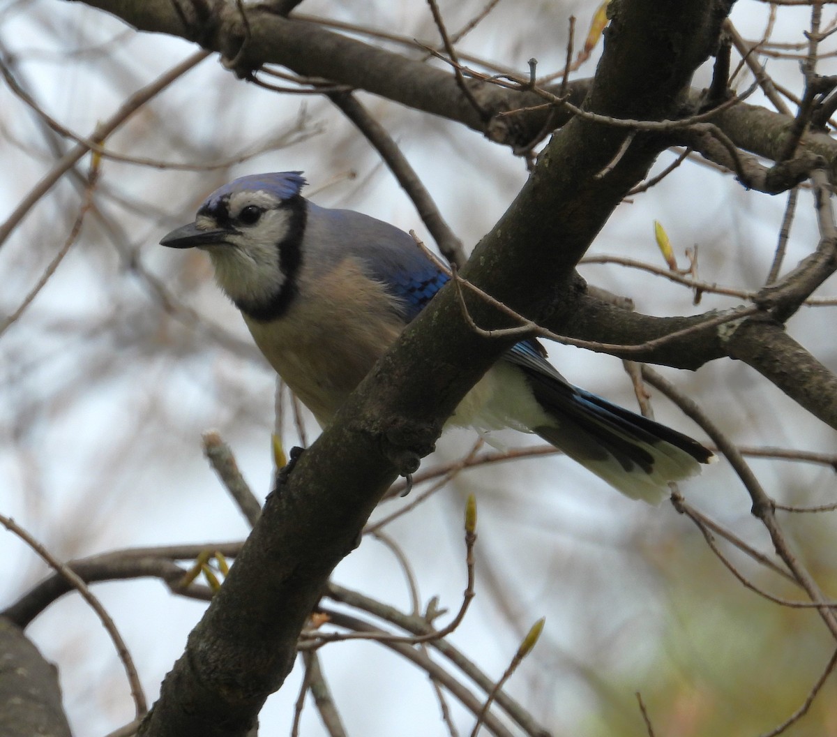 Blue Jay - ML617891852