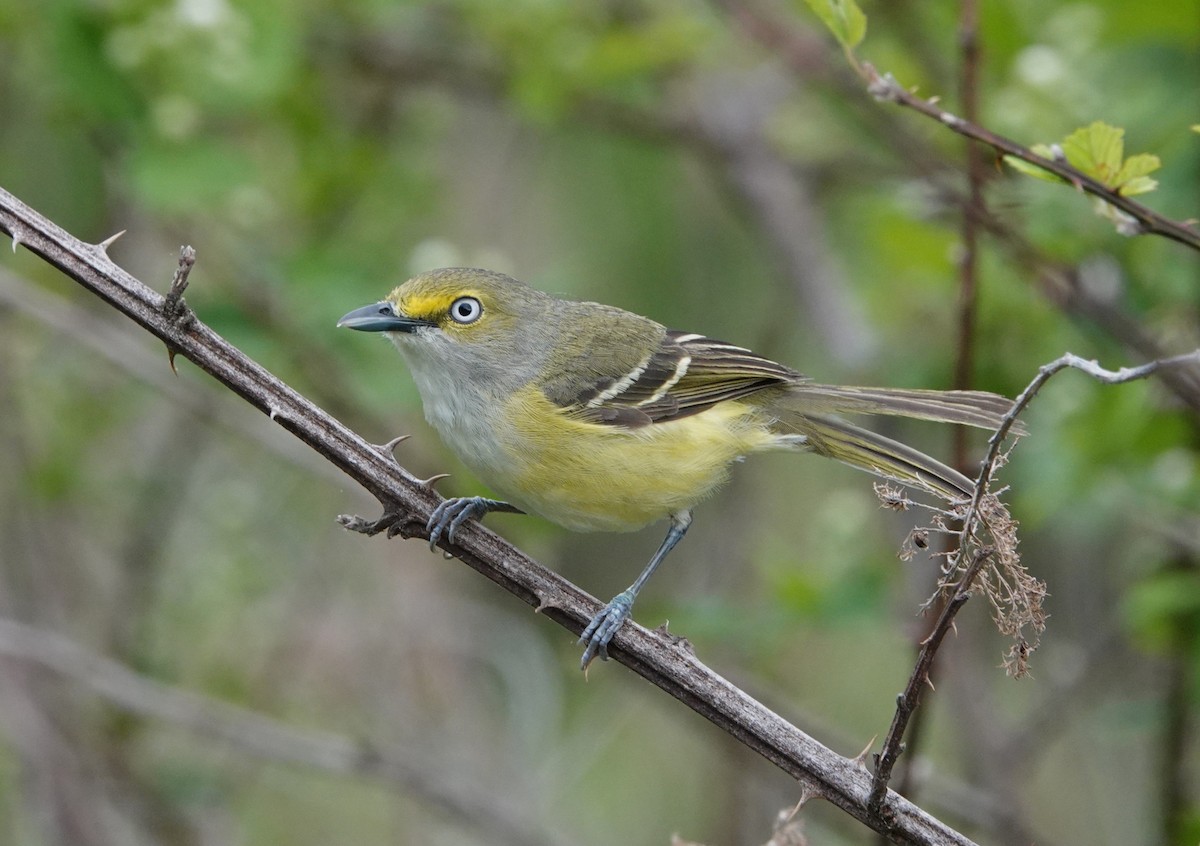 White-eyed Vireo - ML617891889