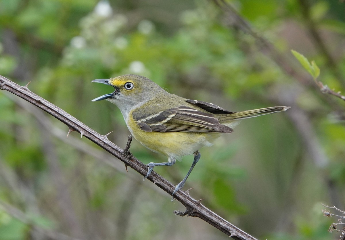 White-eyed Vireo - ML617891893