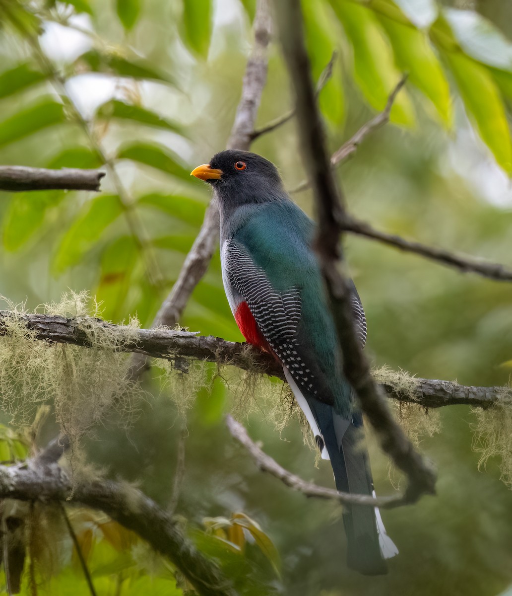 Hispaniolan Trogon - Mel Senac