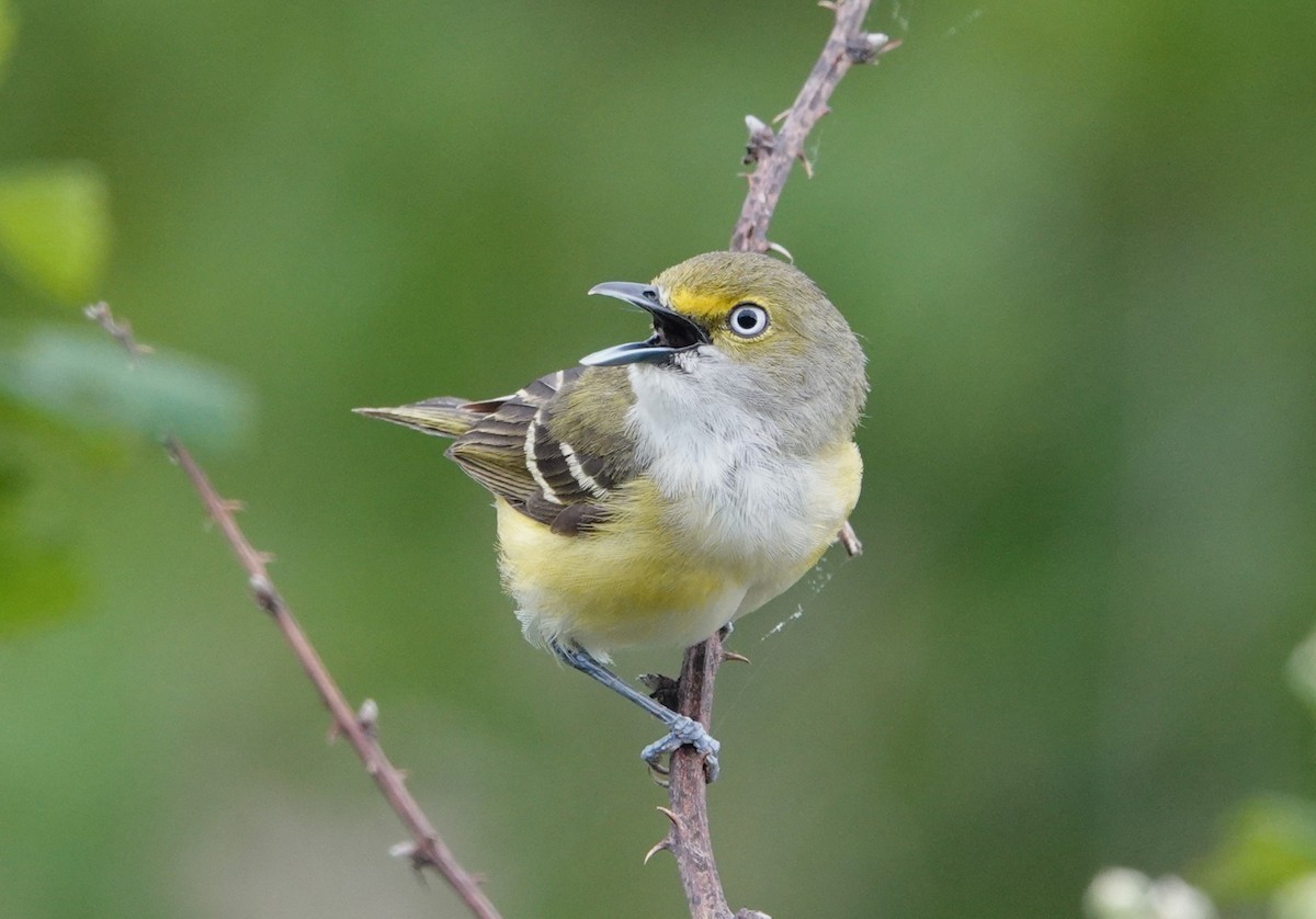 White-eyed Vireo - ML617891909