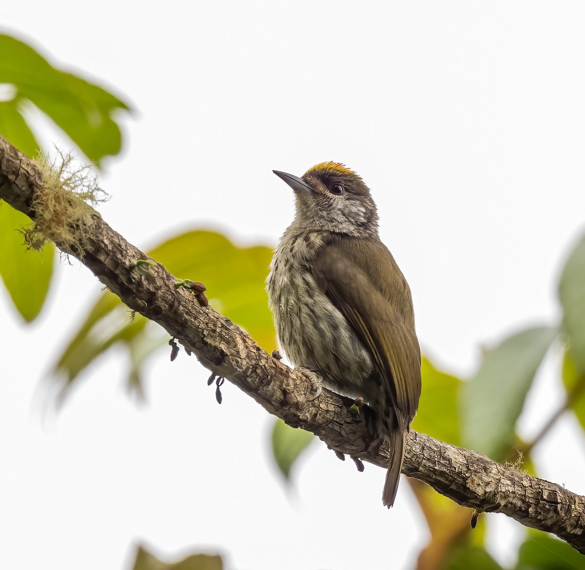 Antillean Piculet - Mel Senac