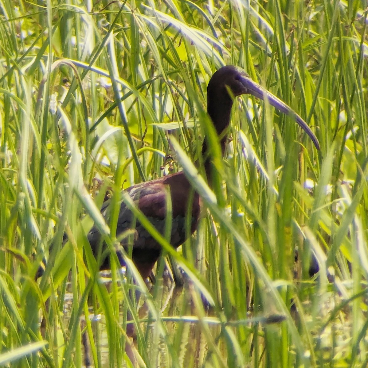 Glossy x White-faced Ibis (hybrid) - ML617891926