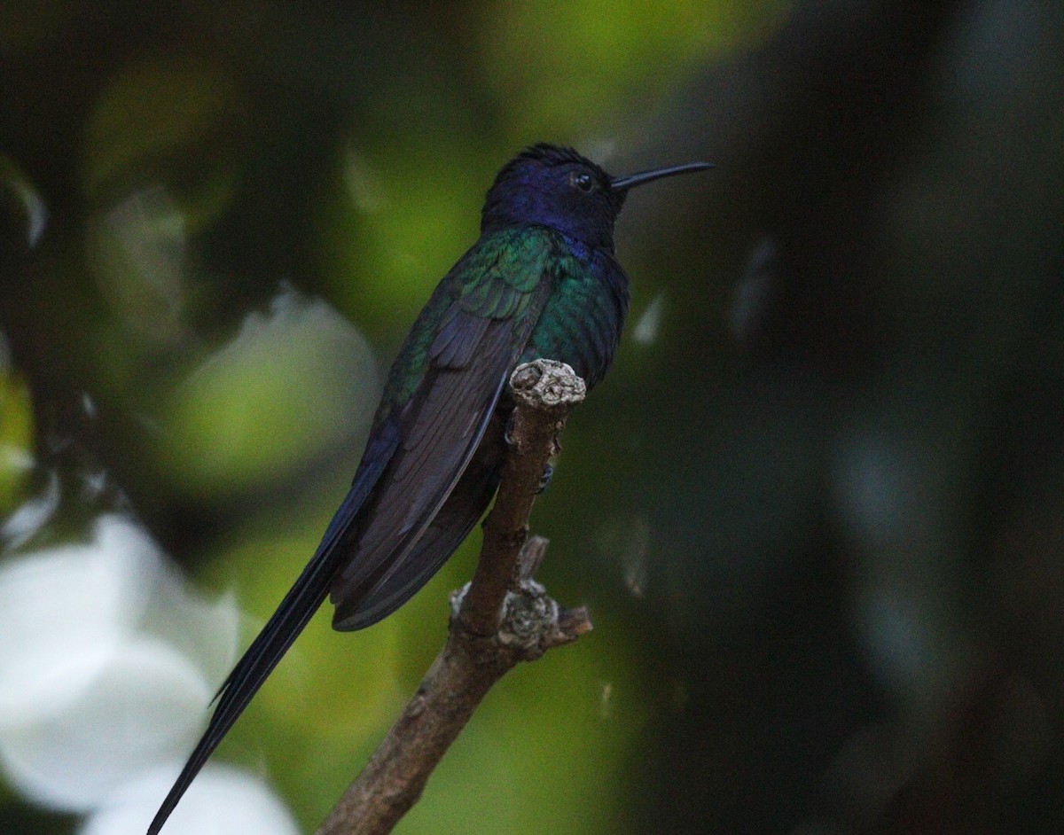 Swallow-tailed Hummingbird - ML617891968