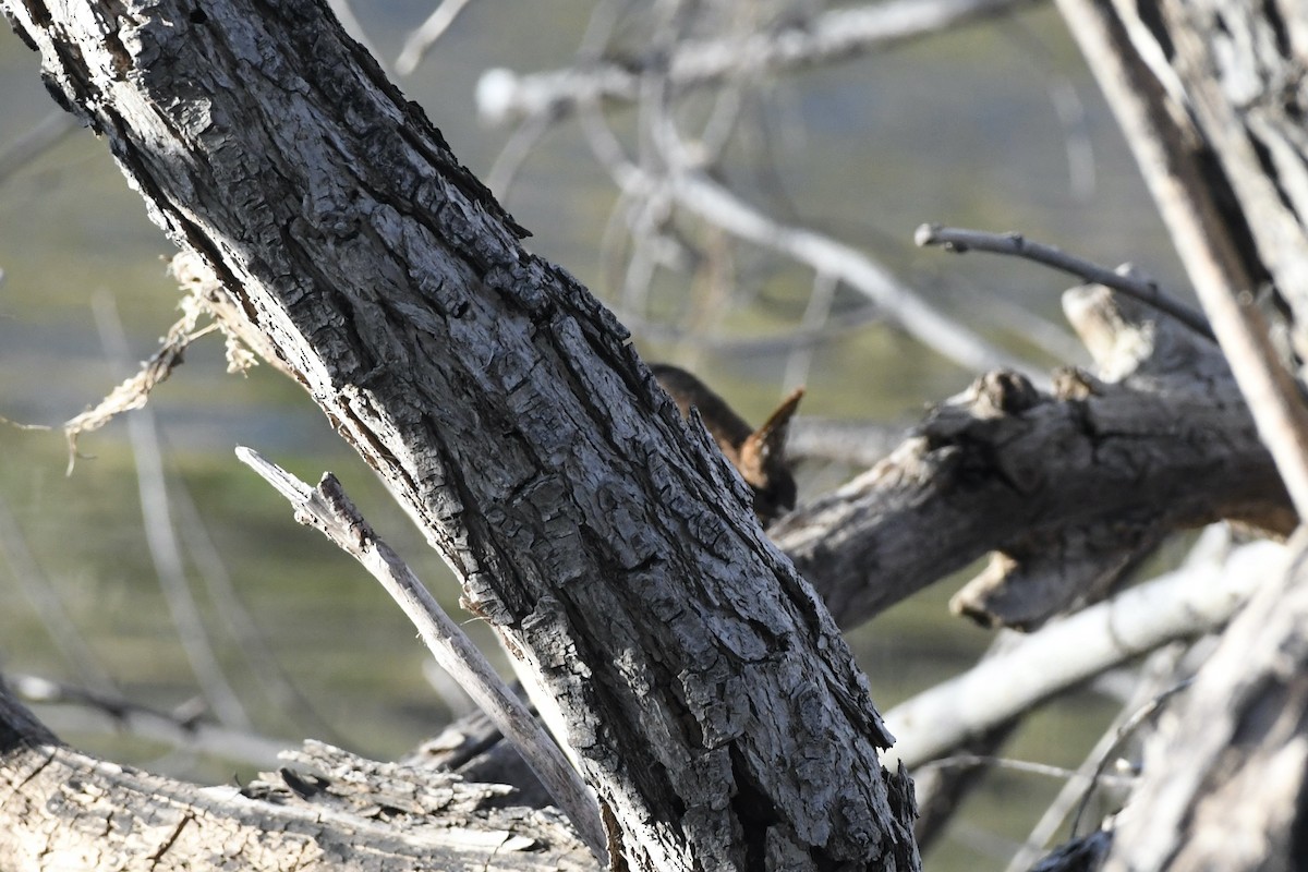 Winter Wren - Donald Jones