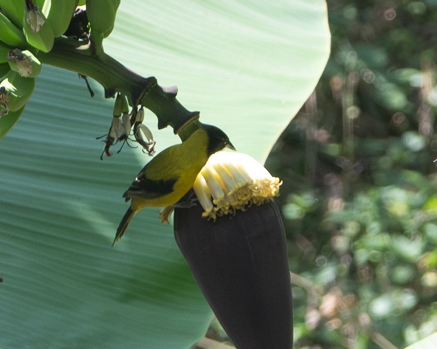 Turpial de Audubon (dickeyae/nayaritensis) - ML617891995