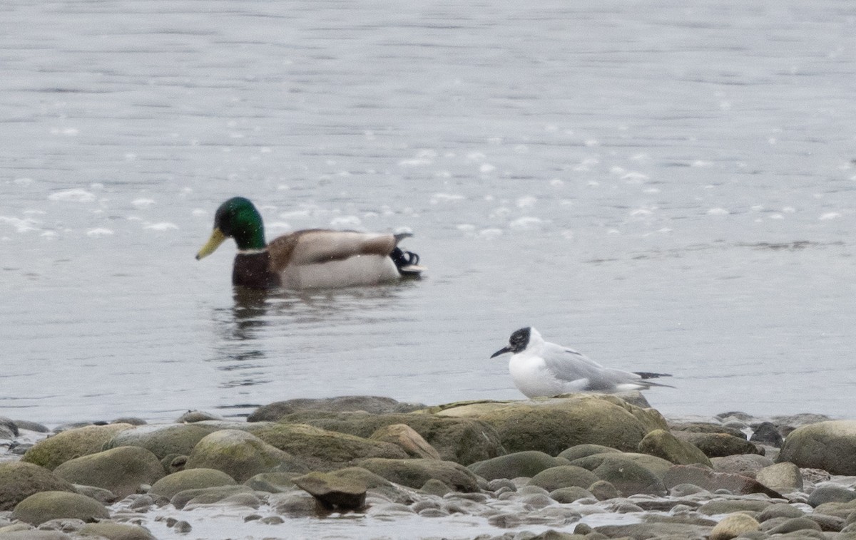 Bonaparte's Gull - ML617892009