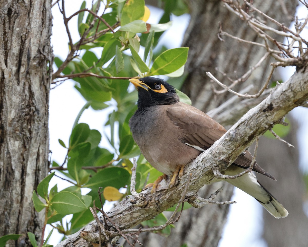 Common Myna - Cate Hopkinson
