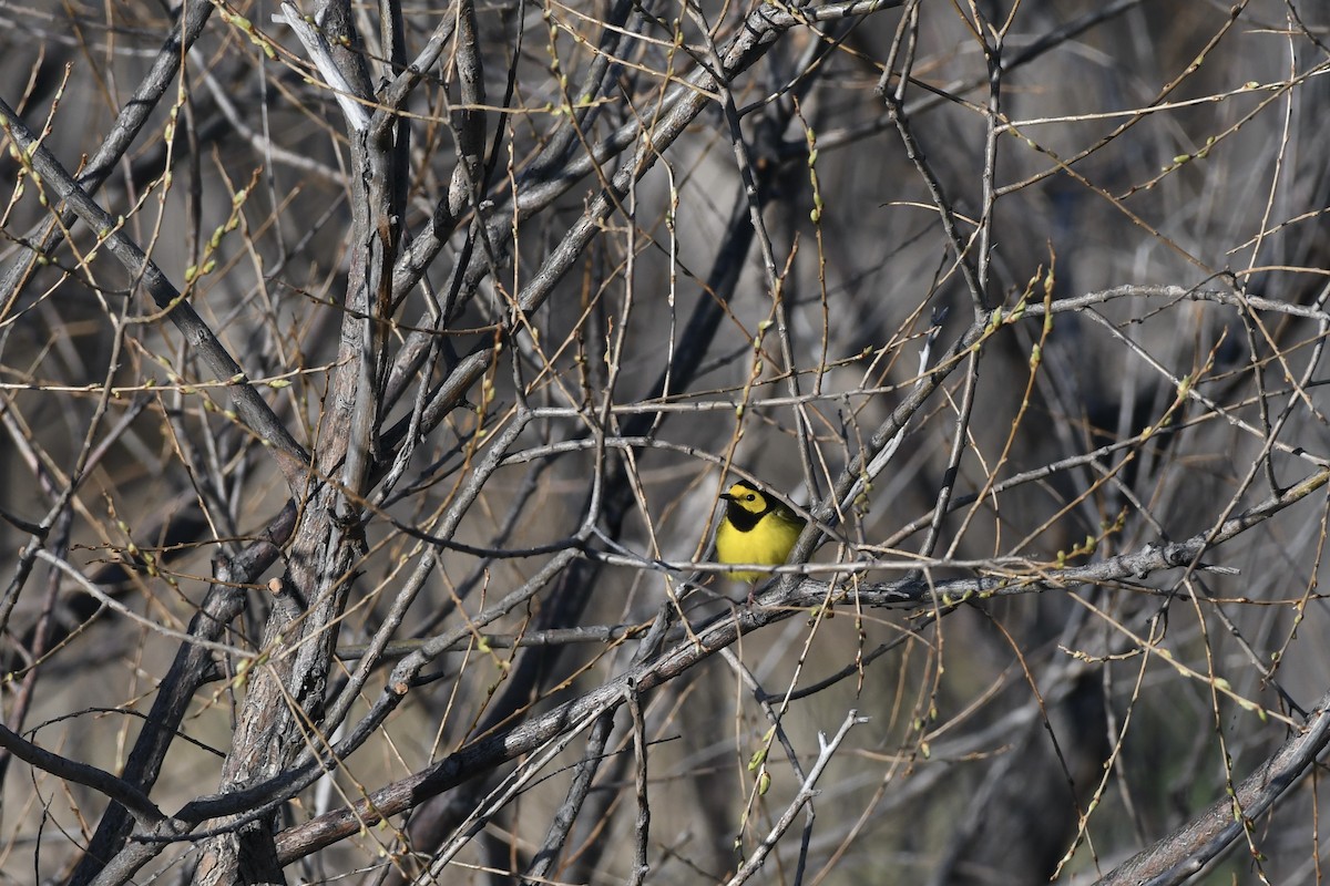 Hooded Warbler - Donald Jones