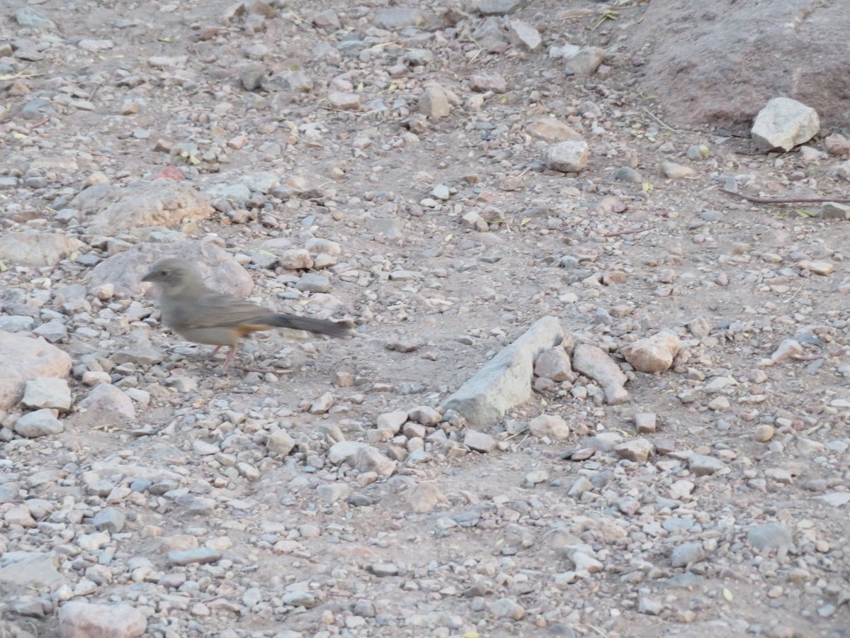 Canyon Towhee - Anna Wittmer