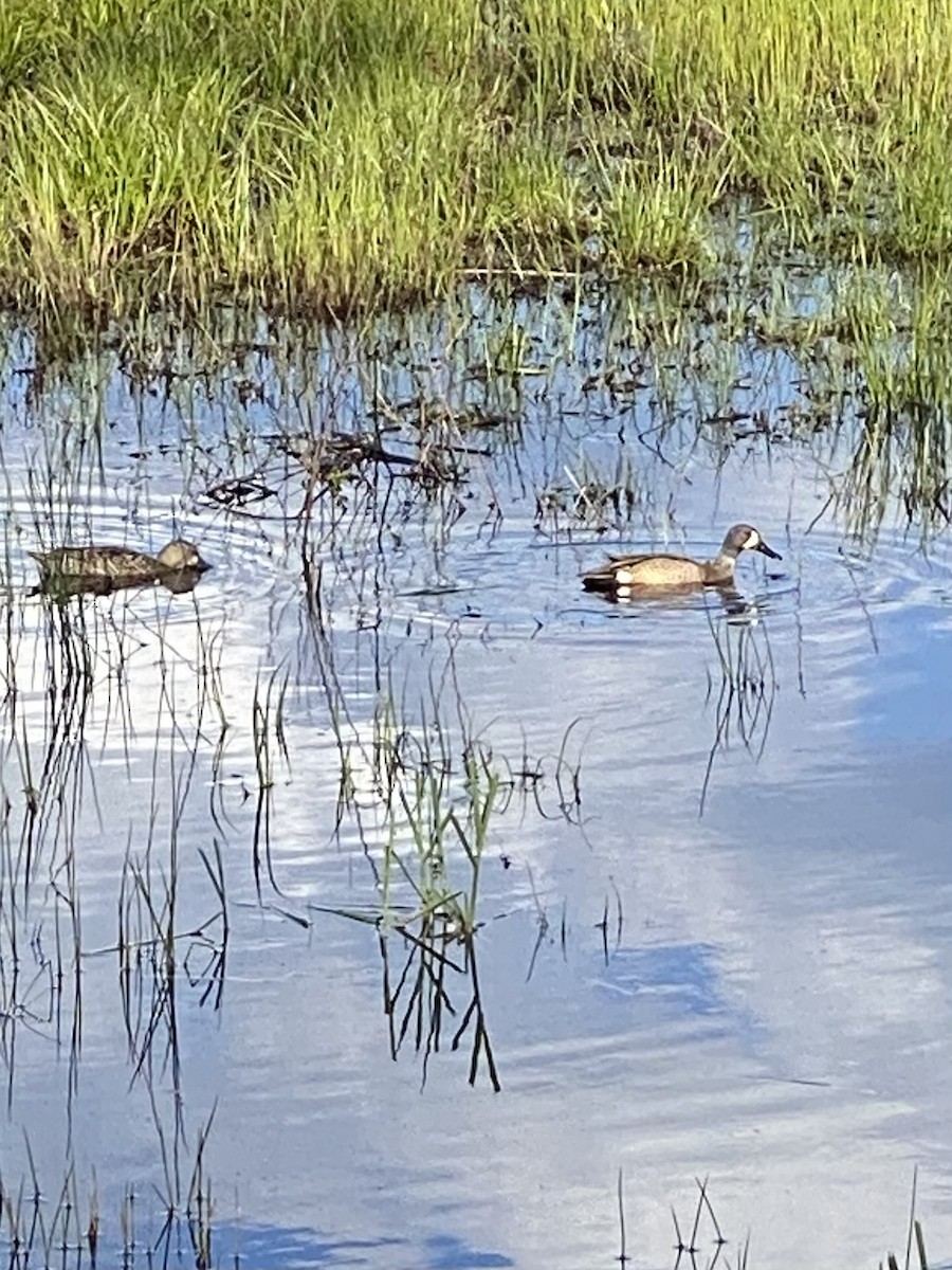 Blue-winged Teal - George Lynch