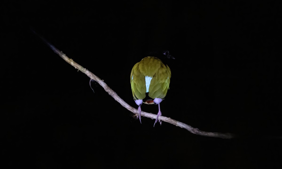 綠胸八色鳥(sordida/palawanensis) - ML617892067