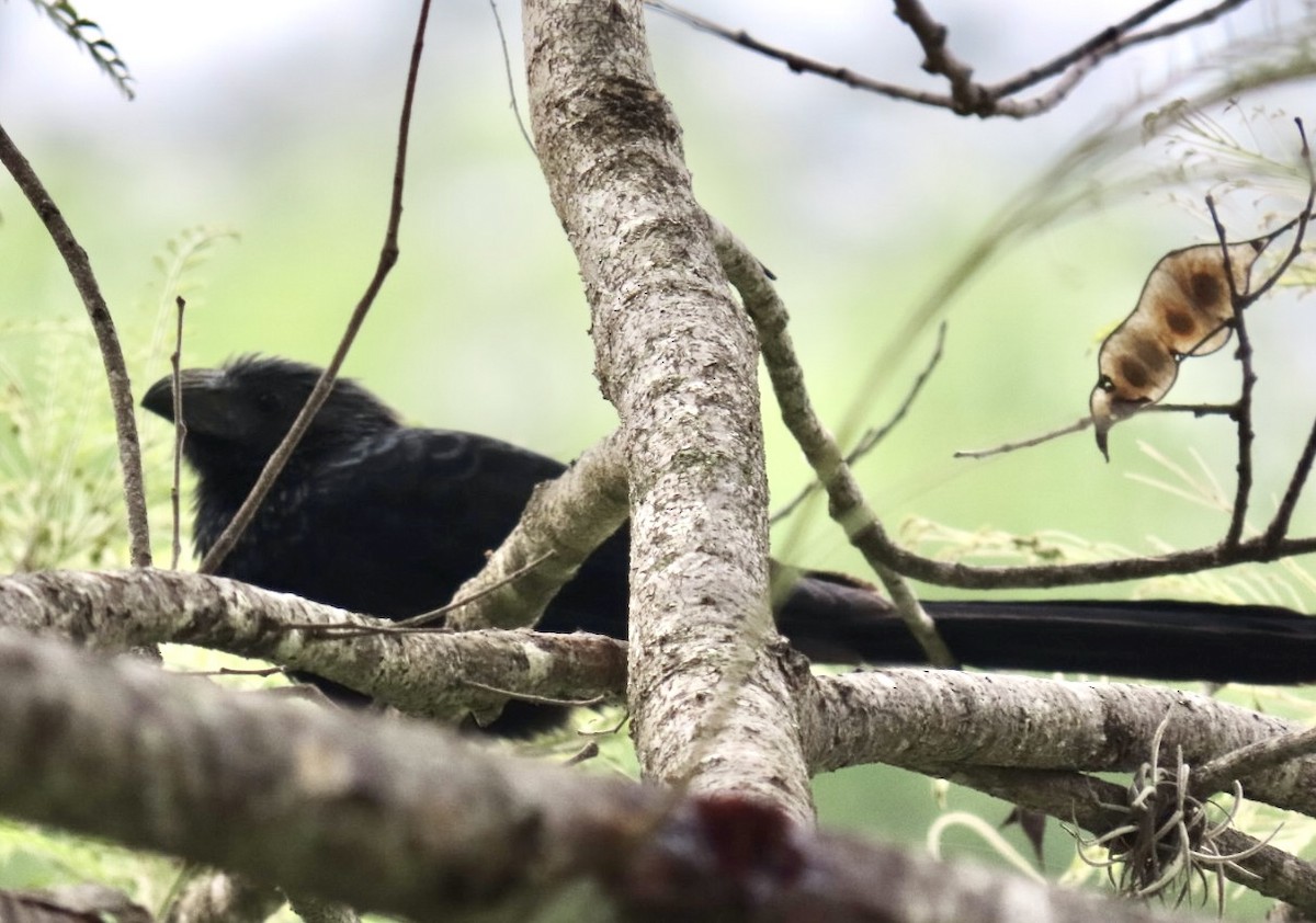 Groove-billed Ani - ML617892073