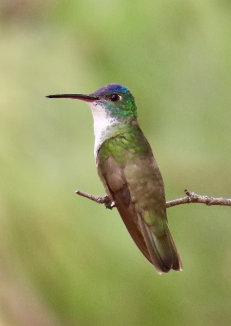 kolibřík azurovotemenný - ML617892092