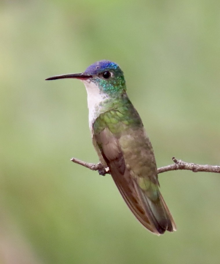 kolibřík azurovotemenný - ML617892093