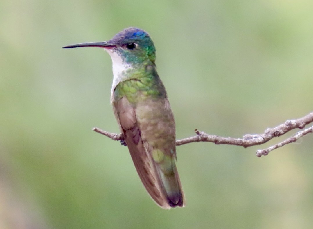 kolibřík azurovotemenný - ML617892095